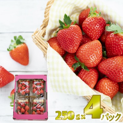先行予約!2026年2月より順次発送 いちご 恋のぞみ約1kg(250g×4P)【JA熊本うき】