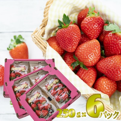 先行予約!2026年2月より順次発送 いちご 恋のぞみ約1.5kg(250g×6P)【JA熊本うき】