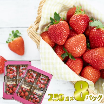 先行予約!2026年2月より順次発送 いちご 恋のぞみ約2kg(250g×8P)【JA熊本うき】