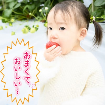 先行予約!2026年2月より順次発送 いちご 恋のぞみ約2kg(250g×8P)【JA熊本うき】