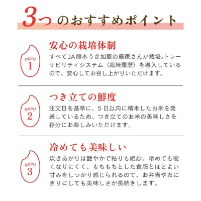 【 JA 熊本うき】令和7年産　新米　森のくまさん5kg★
