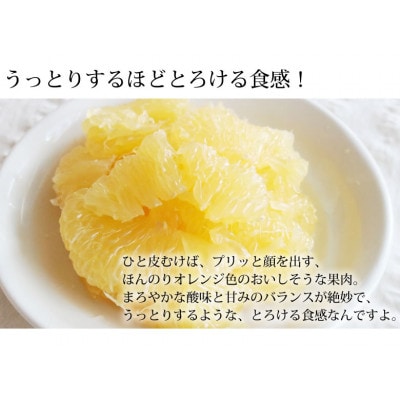 訳あり 河内晩柑 みかん 4kg【2026年3月下旬から2026年6月下旬発送予定】(宇城市)
