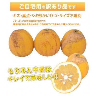 訳あり 河内晩柑 みかん 8kg【2026年3月下旬から2026年6月下旬発送予定】(宇城市)