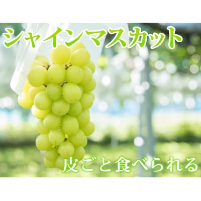 【さとふる限定】宇城市産シャインマスカット約1kg(2房)(宇城市)
