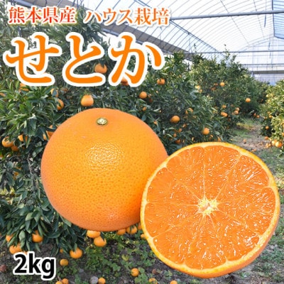 せとか みかん 2kg【2026年2月中旬から2026年4月中旬発送予定】(宇城市)