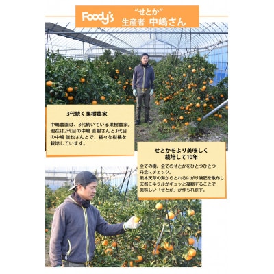 せとか みかん 2kg【2026年2月中旬から2026年4月中旬発送予定】(宇城市)