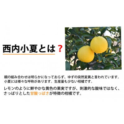 【さとふる限定】西内小夏 みかん 5kg【2026年4月中旬から2026年5月下旬発送予定】