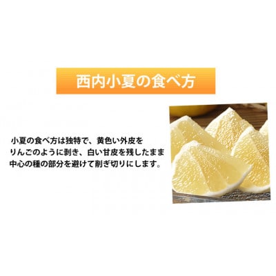 【さとふる限定】西内小夏 みかん 5kg【2026年4月中旬から2026年5月下旬発送予定】