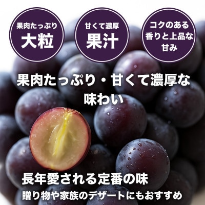 巨峰 ぶどう 4パック 約1.2kg(宇城市)