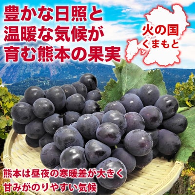 巨峰 ぶどう 4パック 約1.2kg(宇城市)