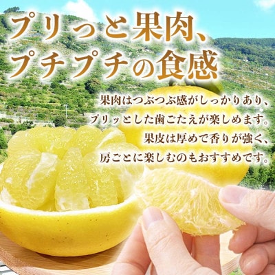 パール柑 文旦 訳あり 約8kg(宇城市)