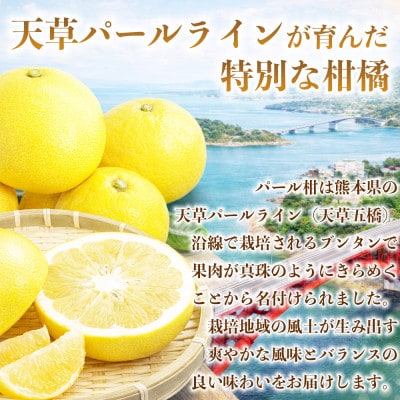 パール柑 文旦 訳あり 約8kg(宇城市)