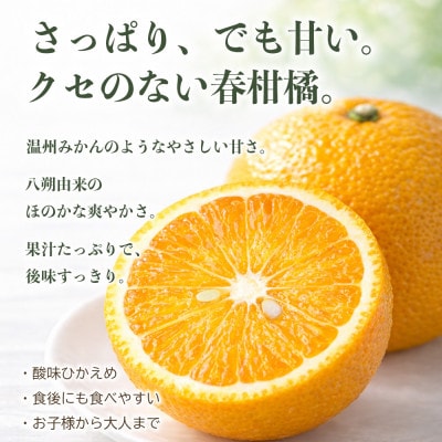スイートスプリング みかん 訳あり 約5kg(宇城市)