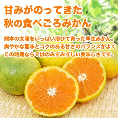 早生みかん 2S～2L 約10kg(宇城市)