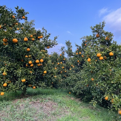 九州限定!! 宇城市 不知火 熊本大見柑 チューハイ 330ml×6本【la Nui.】