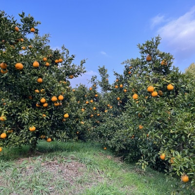 九州限定!! 宇城市 不知火 熊本大見柑 チューハイ 330ml×12本【la Nui.】