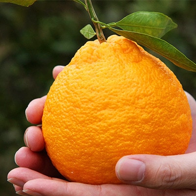 不知火【先行予約!2026年2月上旬～発送予定】宇城市産 約5kg(15玉～22玉)【ひかる農園】