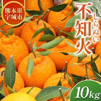 不知火【先行予約!2026年2月上旬～発送予定】宇城市産 計10kg(30玉～44玉)【ひかる農園】