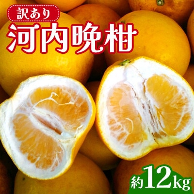 �y��s�\�� 2026�N3�����{�`�����\��z �󂠂� �͓��ӊ� �K�i�O �T�C�Y�s�I�� ��12kg(�F��