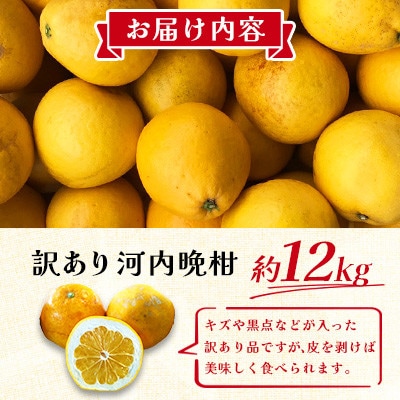 【先行予約 2026年3月下旬～発送予定】 訳あり 河内晩柑 規格外 サイズ不選別 約12kg(宇城