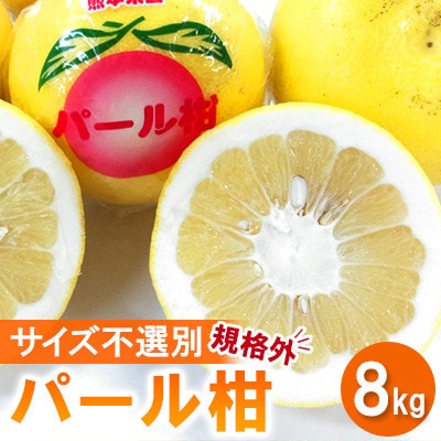 【先行予約2026年1月下旬～発送予定】パール柑 約8kg 規格外 サイズ不選別(宇城市)
