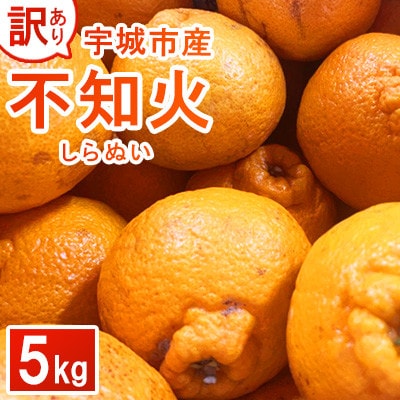 �y��s�\�� 2026�N1�����{�`�����\��z �󂠂� �s�m�� ��5kg �K�i�O �T�C�Y�s�I��(�F��s)