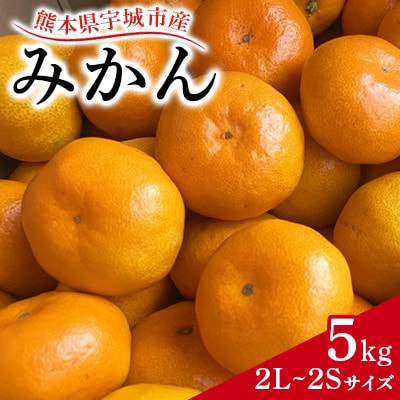 熊本県 宇城市産 みかん 約5kg 2L～2Sサイズ 【GGYパッケージ】