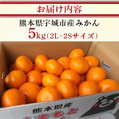 熊本県 宇城市産 みかん 約5kg 2L～2Sサイズ 【GGYパッケージ】