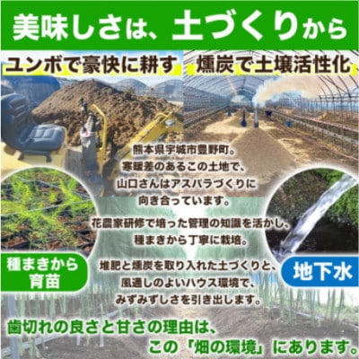 【訳あり】 熊本 宇城市産 アスパラガス S～L 約1kg【日本フルーツ株式会社】(宇城市)