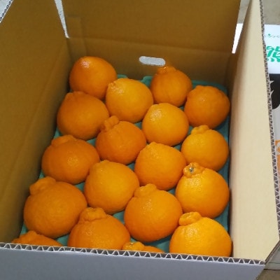 熊本県宇城市産　不知火 約5kg(15～22玉)【ひがし果樹園】