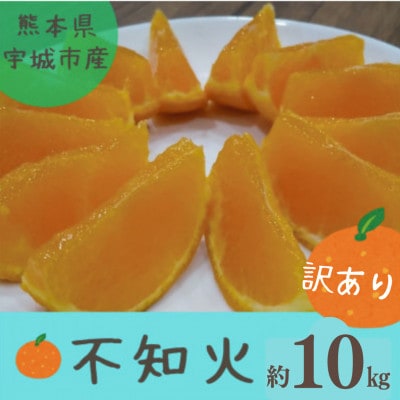 【訳アリ】熊本県宇城市産　不知火 約10kg(40玉前後)【ひがし果樹園】