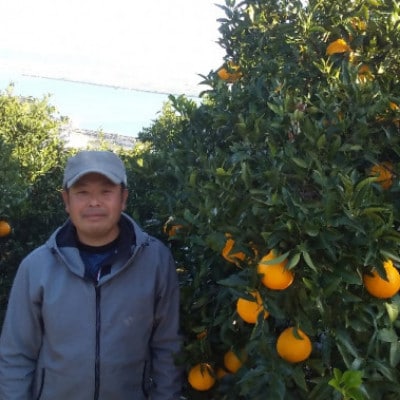 【訳アリ】熊本県宇城市産　不知火 約10kg(40玉前後)【ひがし果樹園】