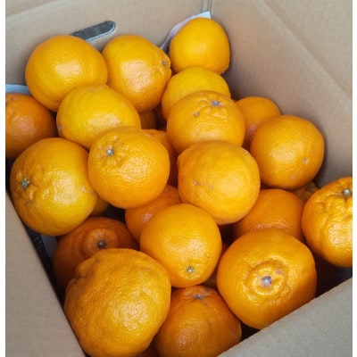 【訳アリ】熊本県宇城市産　不知火 約10kg(40玉前後)【ひがし果樹園】