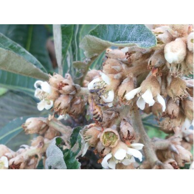 藤田養蜂場　はちみつ食べ比べセット　(びわ蜜・みかん蜜・野の花蜜　各180g)