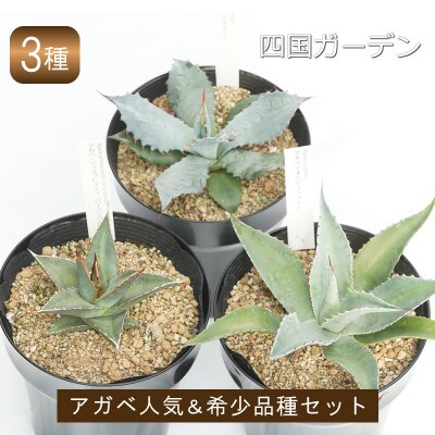 アガベ　人気品種おまかせ3ポットセット　5号黒鉢