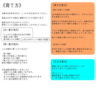 アガベ「ショー・タイム(Sho-Time)」(オバティフォリア × ビクトリアレギネ)3.5号鉢