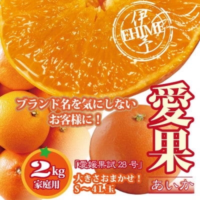 あいか 愛媛果試28号 紅まどんな同品種 愛媛産 ご家庭用 2kg S～4L玉 大きさおまかせ