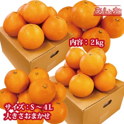 あいか 愛媛果試28号 紅まどんな同品種 愛媛産 ご家庭用 2kg S～4L玉 大きさおまかせ