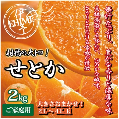 せとか みかん 訳あり 愛媛産 約2kg ご家庭用 大きさおまかせ