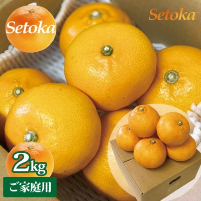 せとか みかん 訳あり 愛媛産 約2kg ご家庭用 大きさおまかせ