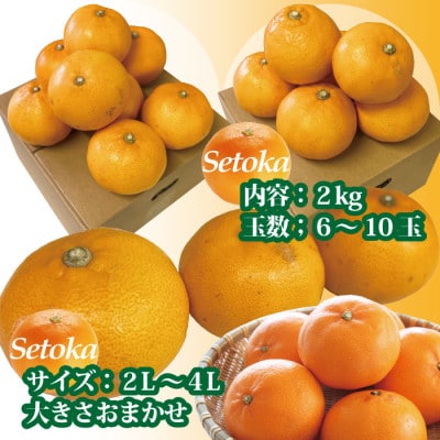せとか みかん 訳あり 愛媛産 約2kg ご家庭用 大きさおまかせ