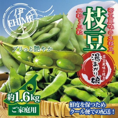 えだ豆 湯あがり娘 訳あり 愛媛産 約1.6kg クール便