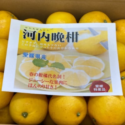訳あり 河内晩柑 8kg ご家庭用 先行予約 伊予市【2025年4月上旬以降順次発送】