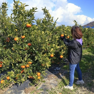 【先行予約 2月発送予定】数量限定 家庭用 甘平(かんぺい) 約5kg