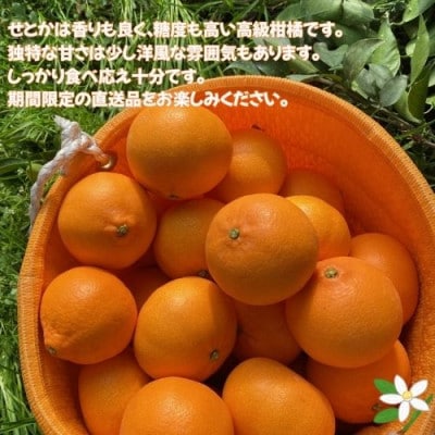 愛媛みかん【高級柑橘】【数量限定】せとか3kg