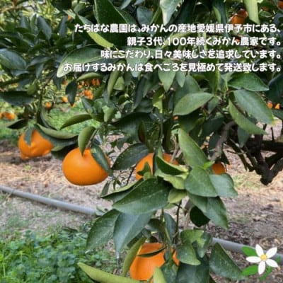 愛媛みかん【高級柑橘】【数量限定】せとか3kg
