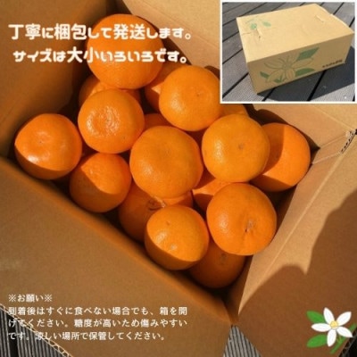 愛媛みかん【高級柑橘】【数量限定】せとか3kg