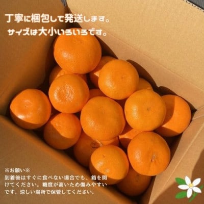 愛媛みかん【高級柑橘】【数量限定】せとか5kg