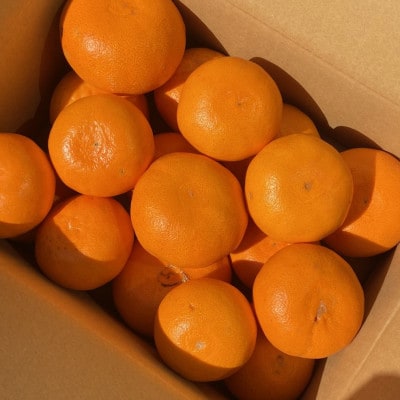愛媛みかん【高級柑橘】【数量限定】家庭用せとか5kg