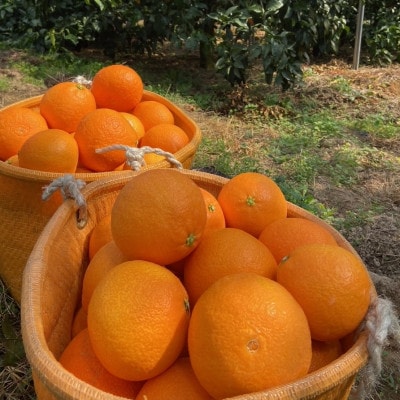 愛媛みかん【高級柑橘】【数量限定】あいか家庭用3kg